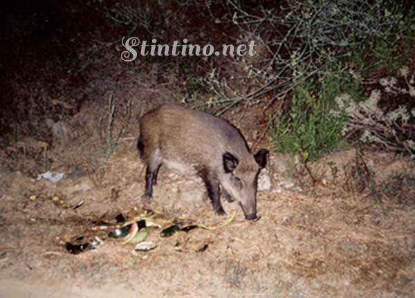 Cinghiale