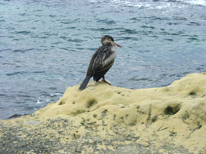 Cormorano