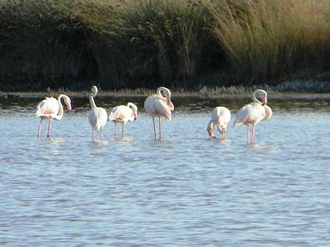 Fenicotteri rosa