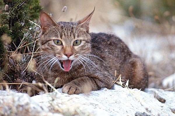 Gatto selvatico