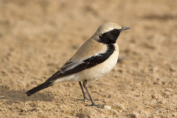 Monachella del deserto