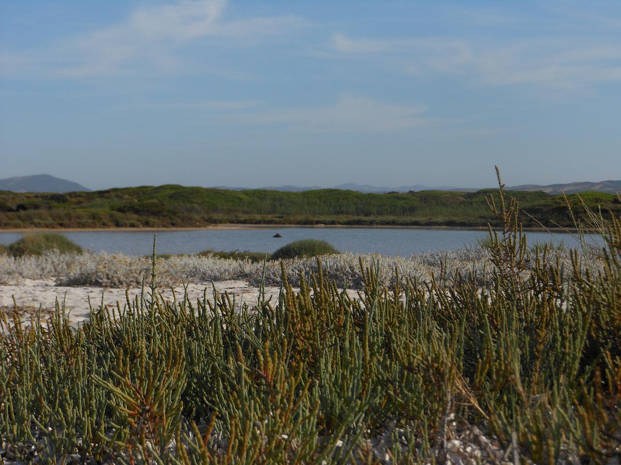 Stagno delle Saline